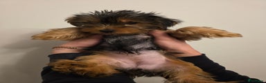 Yorkshire Terrier Puppy 3