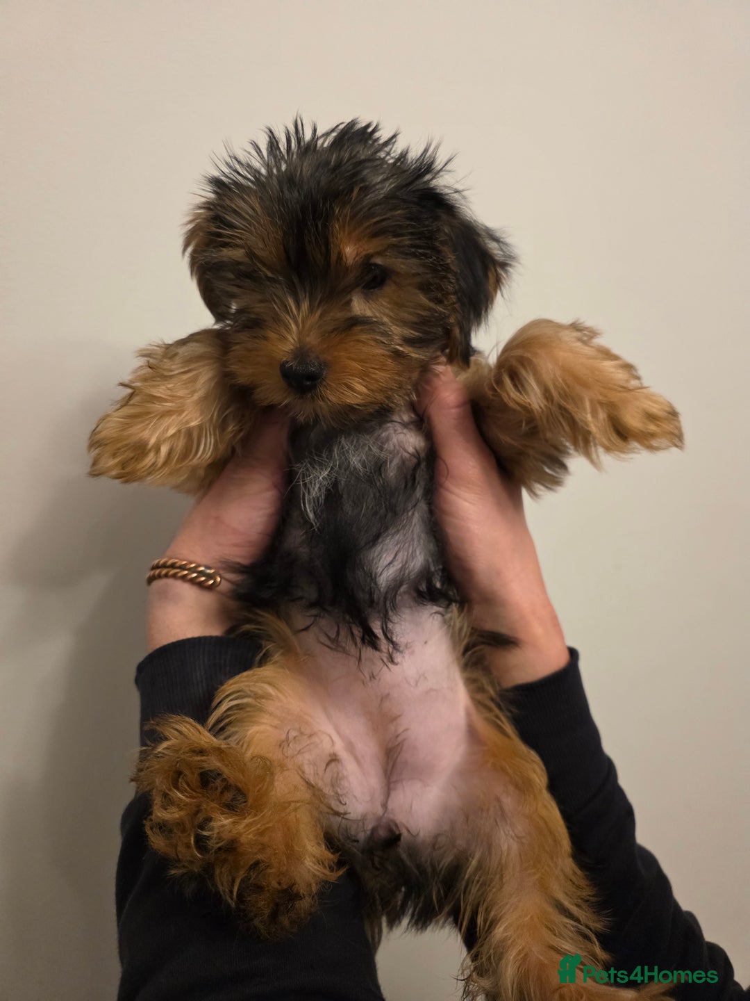 Yorkshire Terrier dogs for sale: MR Darek  - Advert 3