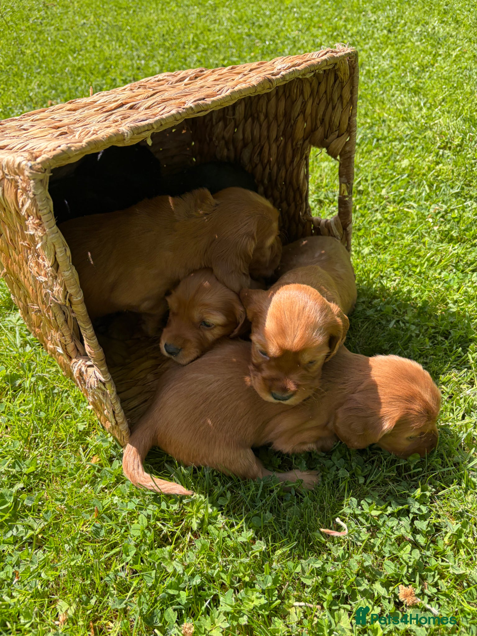 Cocker Spaniel dogs Litter of Cute Cocker Spaniels - Advert 5