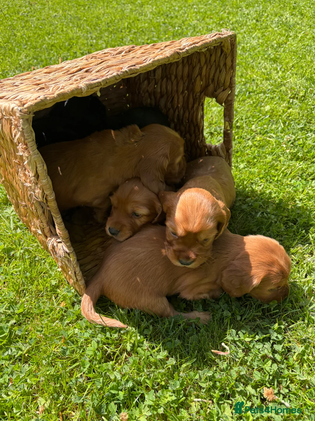 Cocker Spaniel dogs for sale: Litter of Cute Cocker Spaniels in Liverpool - Advert 1
