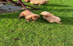 Mixed Breed dogs for sale: Cavapoo Female Puppies - Advert 1