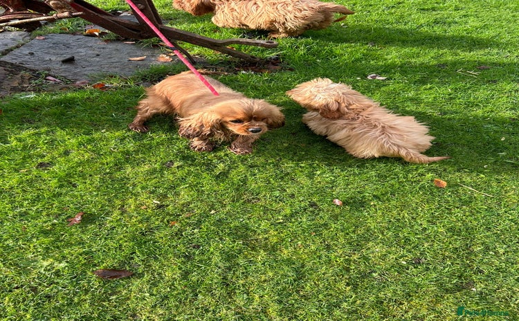 Mixed Breed dogs Cavapoo Female Puppies - Advert 1