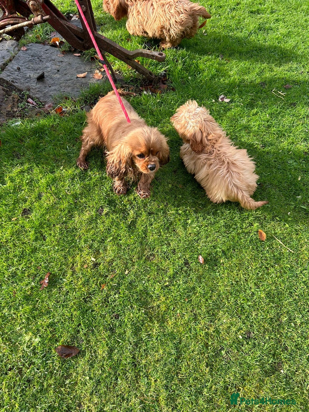 Mixed Breed dogs for sale: Cavapoo Female Puppies - Advert 1