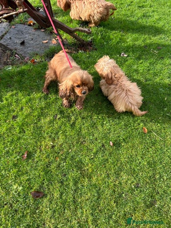 Mixed Breed dogs Cavapoo Female Puppies - Advert 1