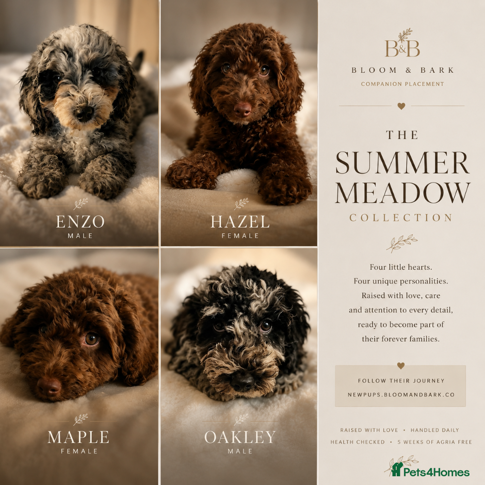 Cavapoo dogs Premium Quality Teddy Toy Cavapoos F1B - Advert 2