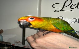 Conures birds for sale: Beautiful Hand-reared tame Sun Conure  - Advert 5