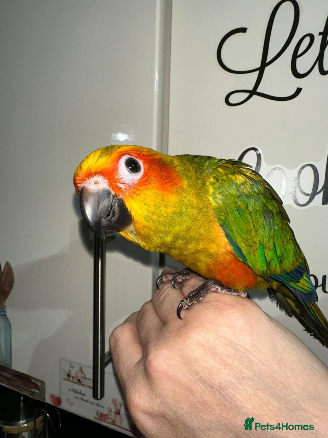 Conures birds for sale: Beautiful Hand-reared tame Sun Conure  - Advert 5