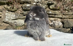 Mini Lop rabbits for sale: 3 pretty does needing new homes - Advert 4