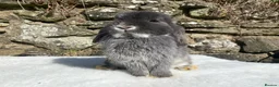 Mini Lop rabbits for sale: A pretty does needing a new home - Advert 4