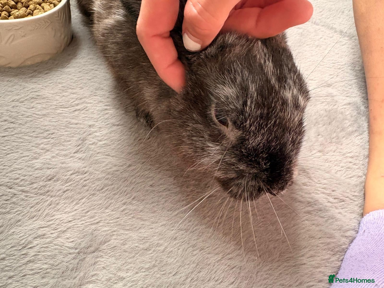 English Lop rabbits Mr Daniel Rathbone  - Advert 2