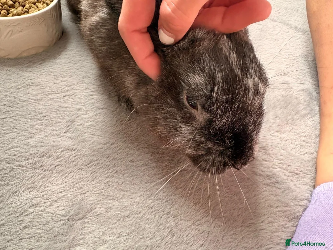 English Lop rabbits for sale: Mr Daniel Rathbone  - Advert 1
