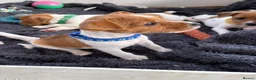 Jack Russell dogs for sale: Beautiful Jack Russell Puppies - Advert 9