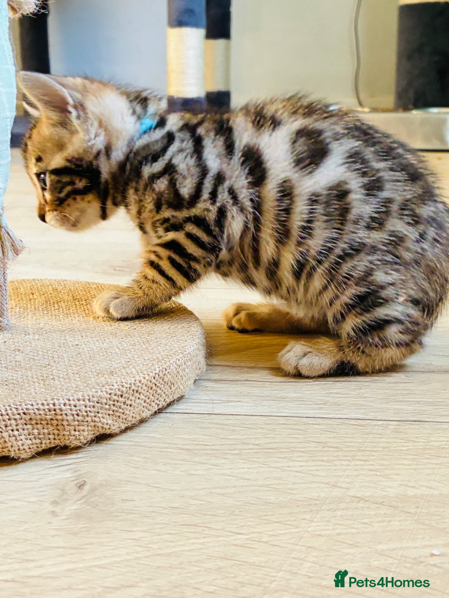 Bengal cats Beautiful Bengal Kittens for sale - Advert 1