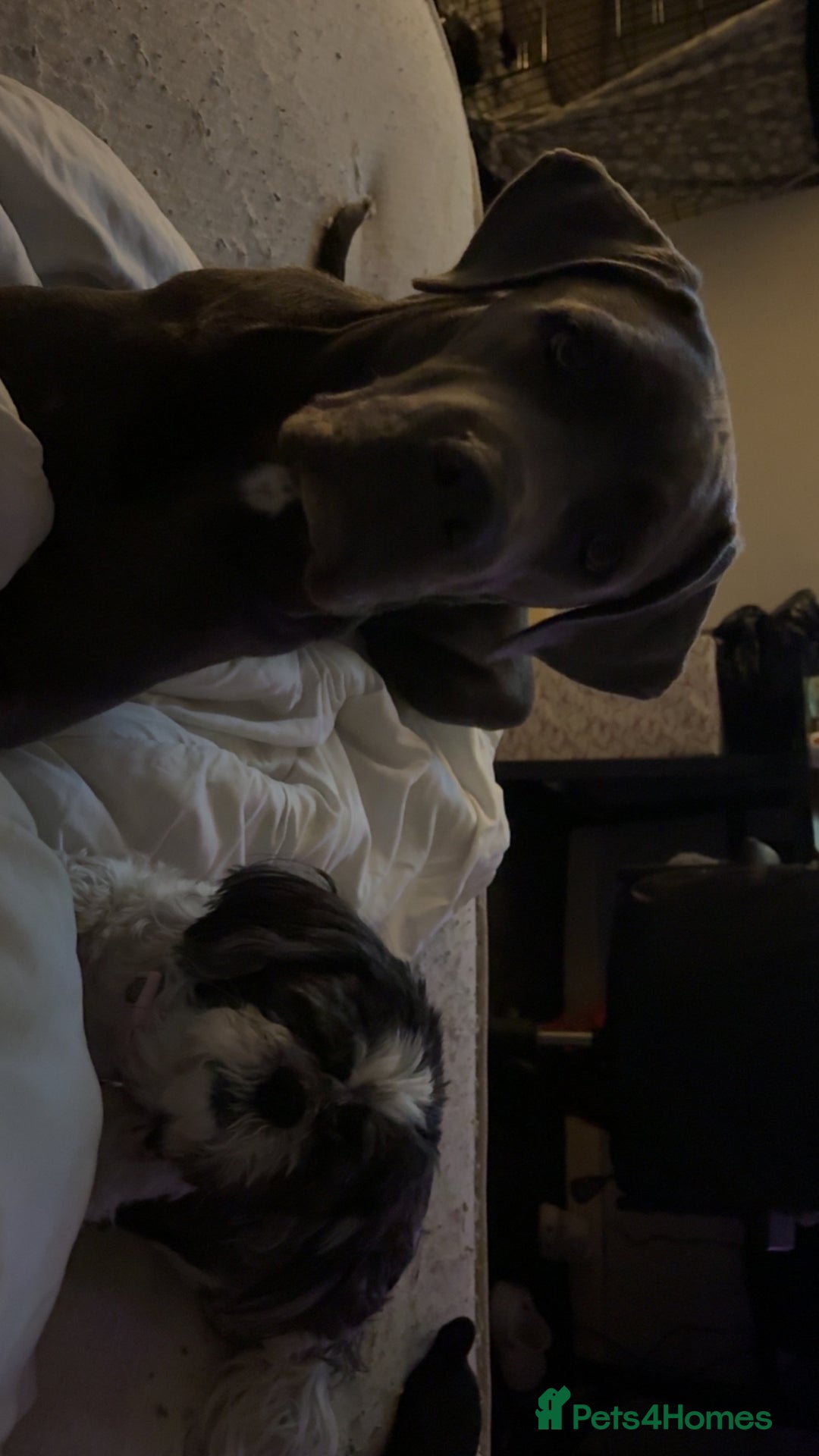 Cane Corso dogs for sale: Cane Corso Female - Advert 2