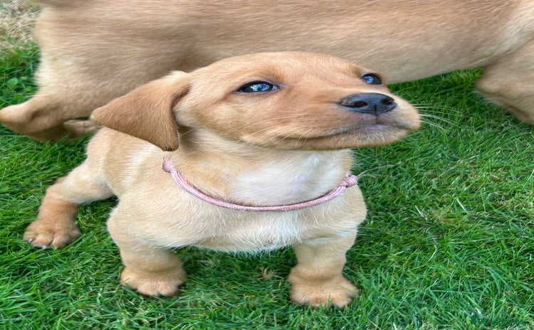 Labrador Retriever dogs - Advert 15