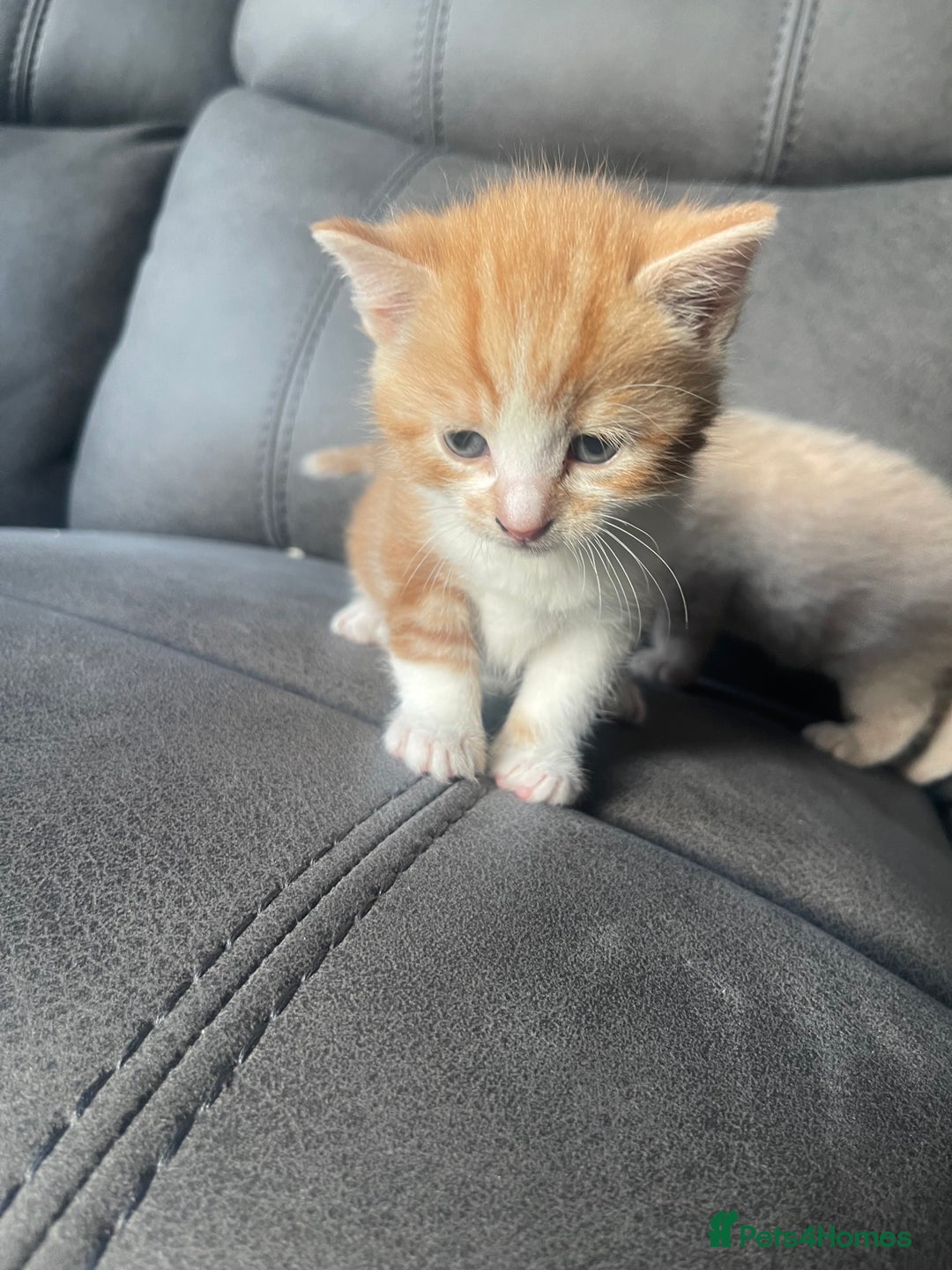 Mixed Breed cats for sale: 4 beautiful kittens for sale £200 each!! - Advert 10