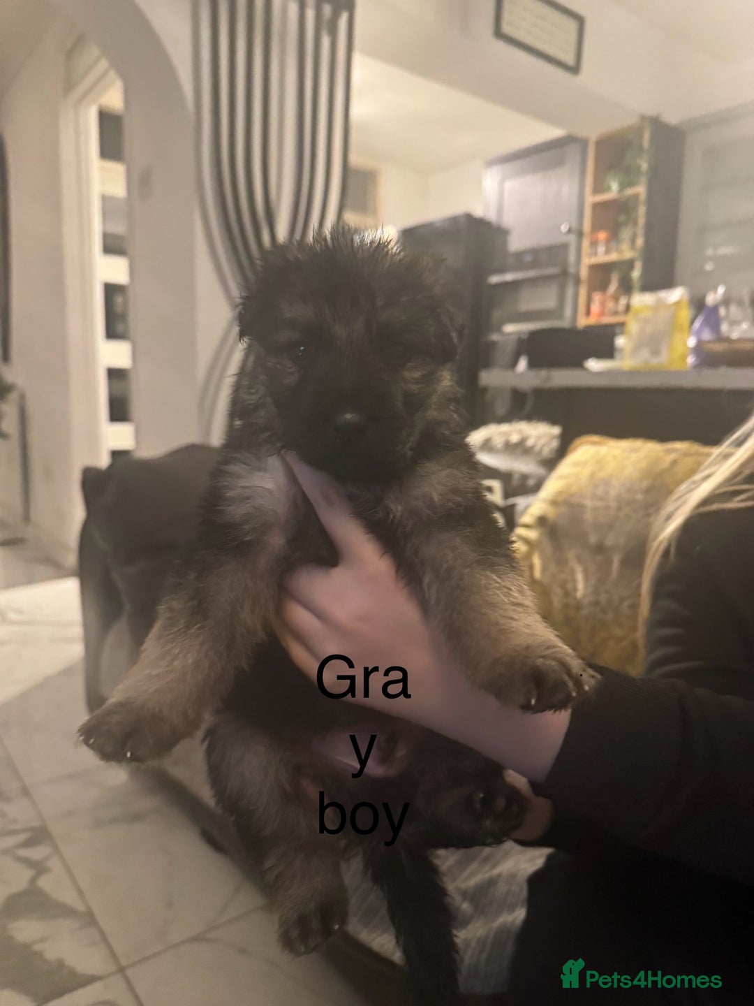 German Shepherd dogs for sale: Long haired German shepherd puppies  - Advert 12