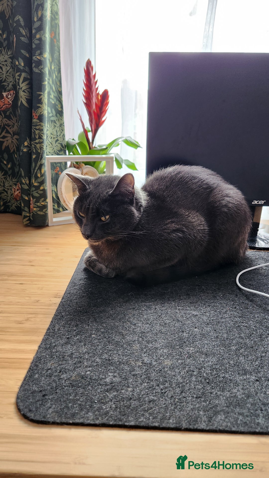 Russian Blue cats for sale: Friendly Indoor Russian blue male (1 year old) - Advert 6