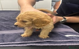 Cockapoo dogs for sale: F1 cockapoo puppies ♥️💙 - Image 12