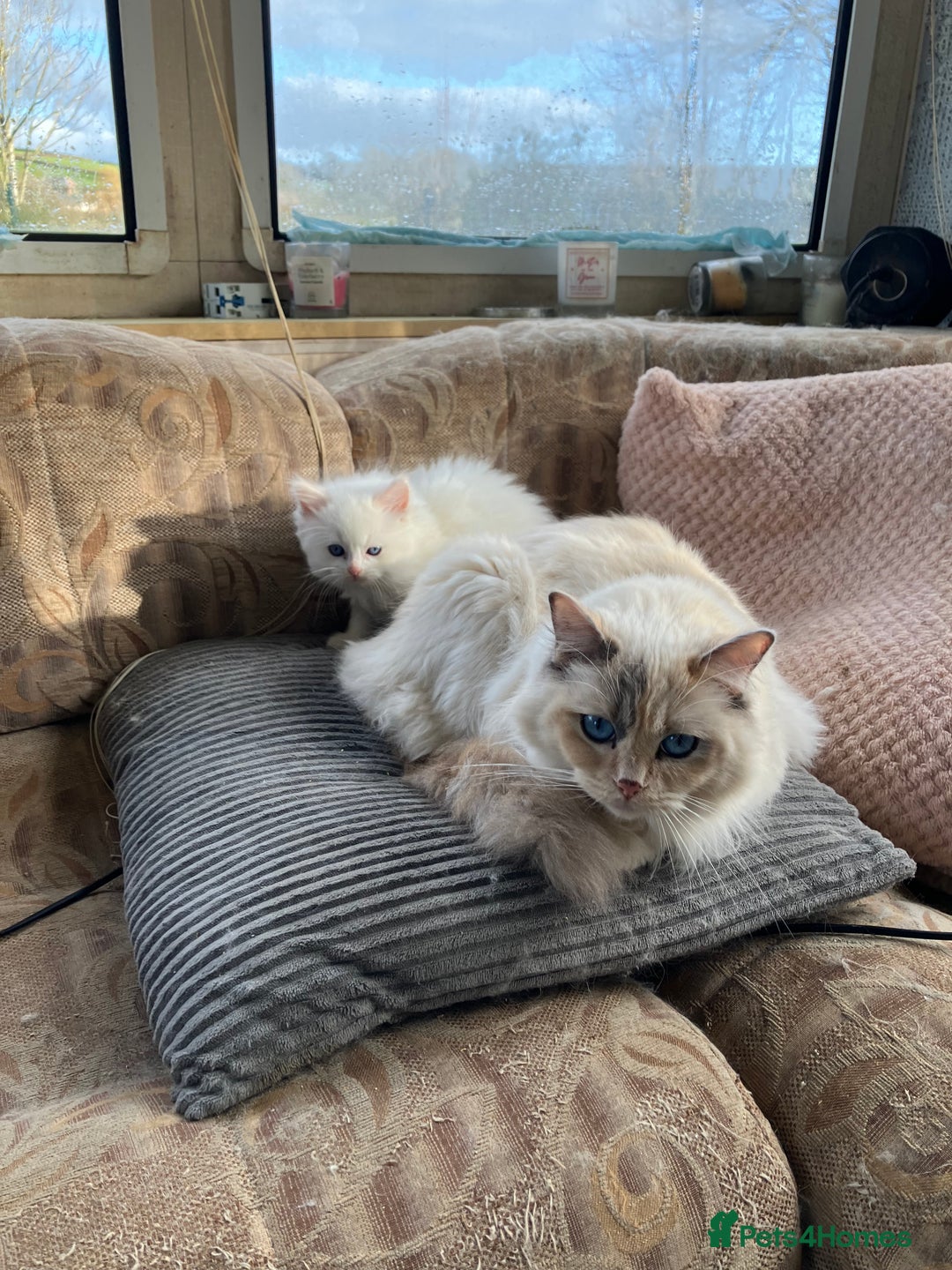 Ragdoll cats for sale: Stunning pure Ragdolls  - Advert 7