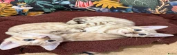Bengal cats for sale: TICA Registered Bengals - Advert 11