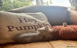 Persian cats for sale: Beautiful Pedigree Persians  - Image 24