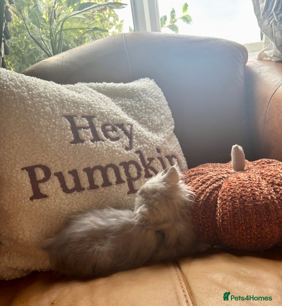 Persian cats for sale: Beautiful Pedigree Persians  - Image 24