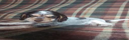 Cocker Spaniel dogs for sale: Beautiful hereditary clear show cocker spanial - Advert 2