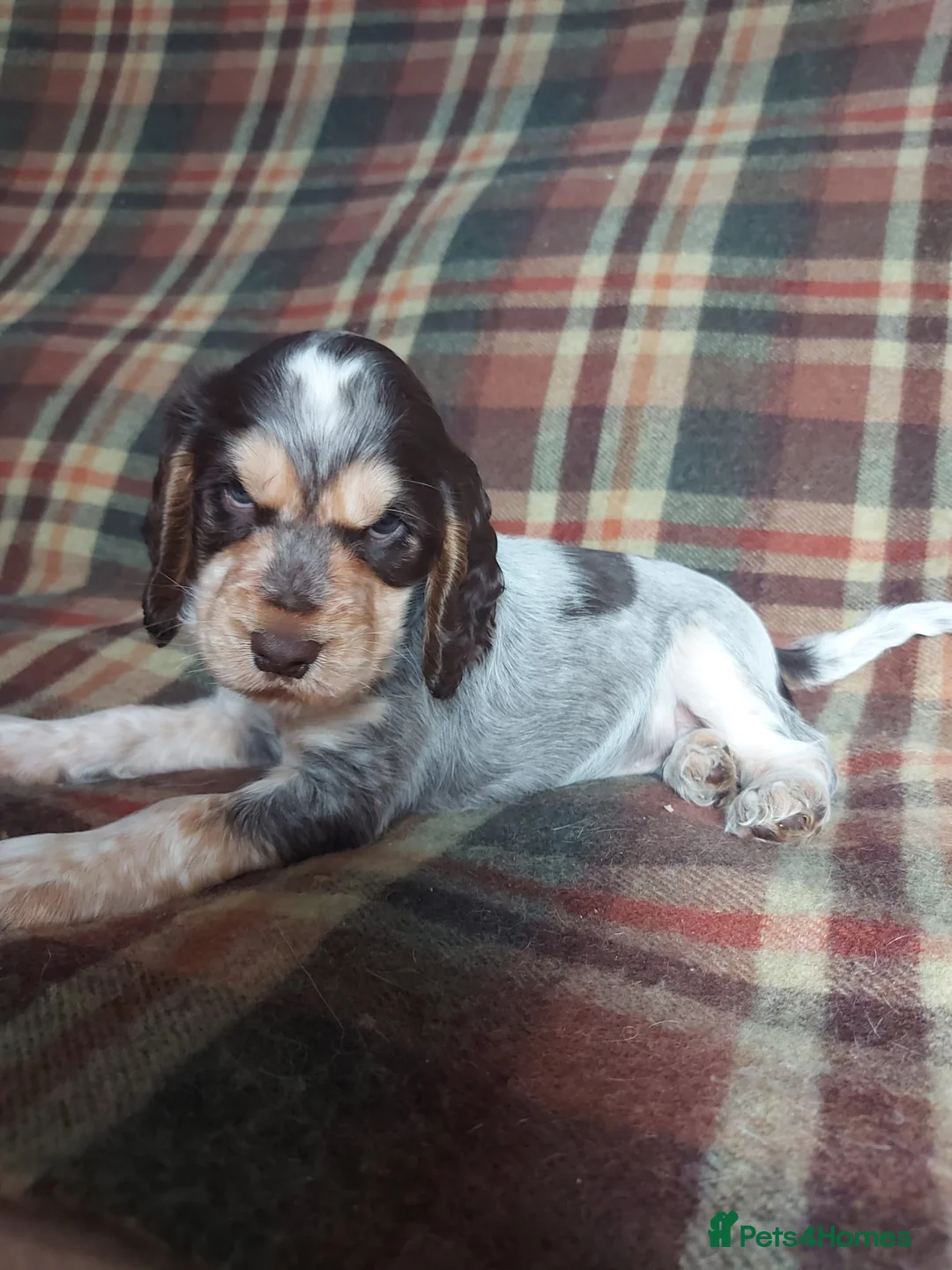 Cocker Spaniel dogs for sale: Beautiful hereditary clear show cocker spanial - Advert 2