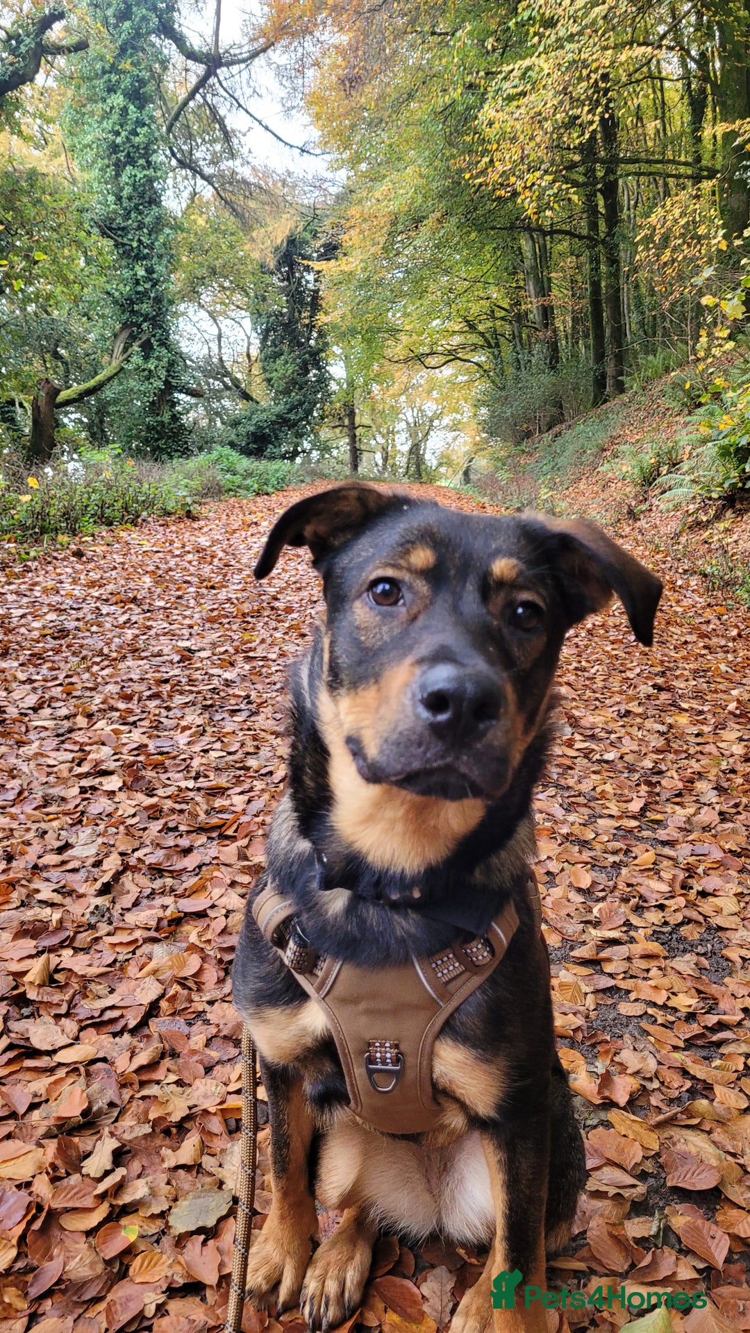 Mixed Breed dogs for sale: 9 mth old Female Rottweiler German Shepherd Cross - Advert 4