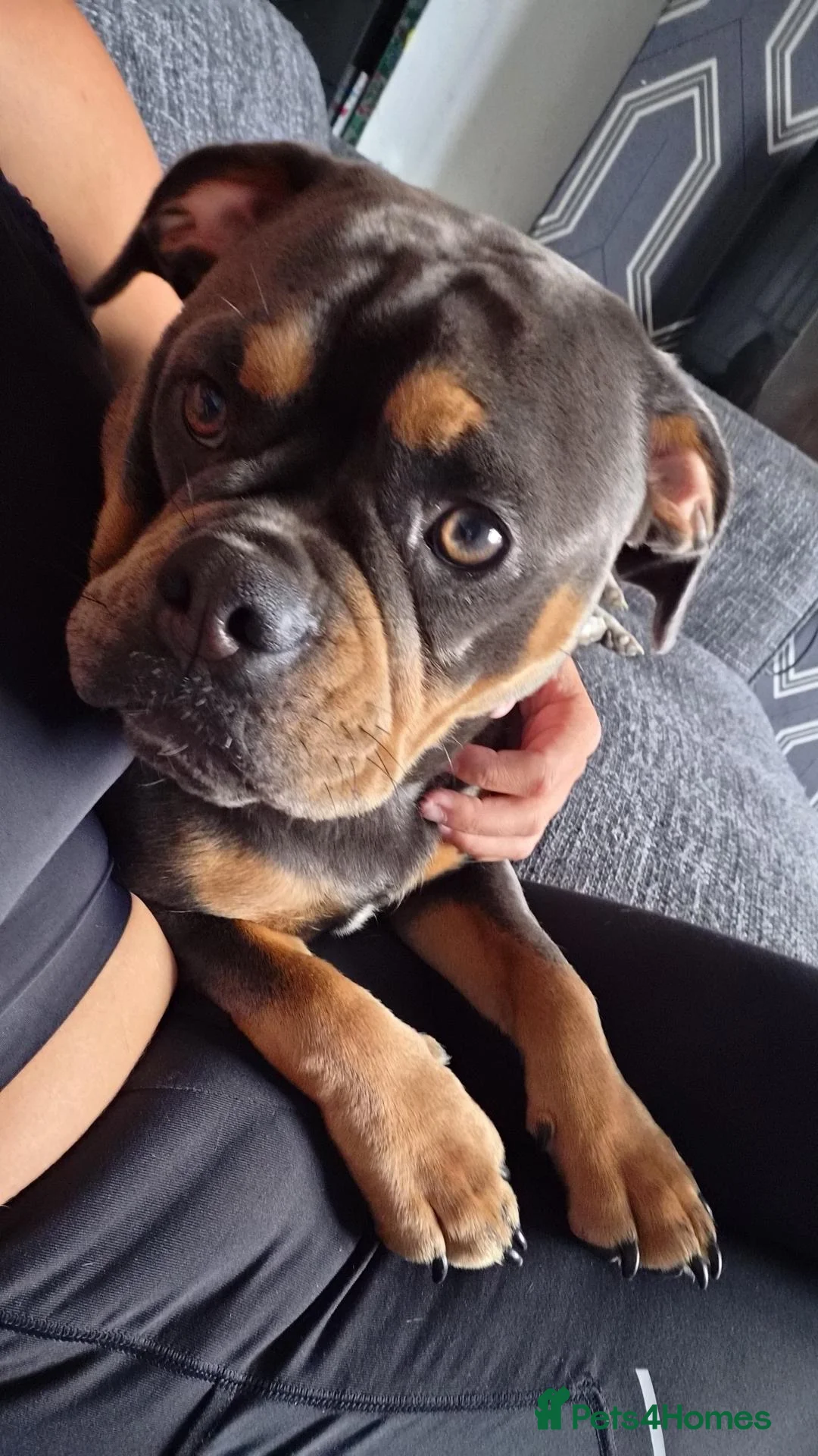 Mixed Breed dogs for sale: Bullpug female  in Hartlepool - Advert 2