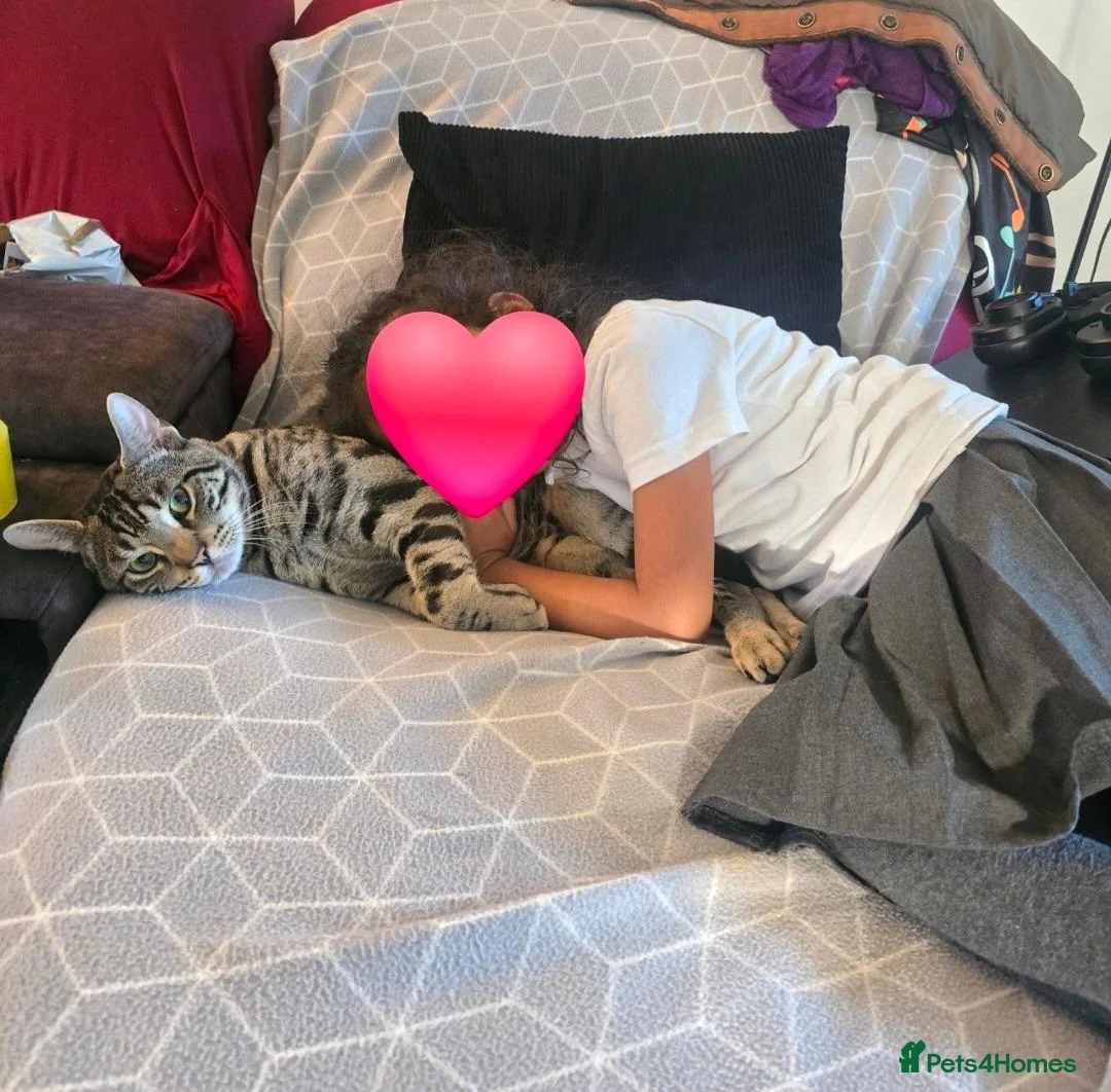 Bengal cats for sale: Gorgeous Pedigree Bengal Kittens Waitlist - Advert 14