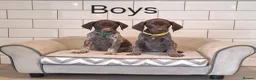 German Shorthaired Pointer dogs for sale: 🤎🤍 KC reg German Shorthaired Pointers 🤍🤎 - Advert 15