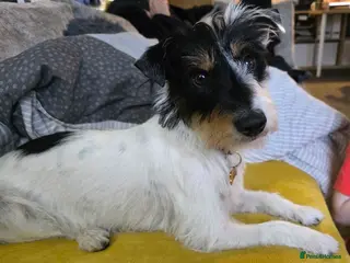Jack Russell dogs Male jack russell 2 years old - Advert 10