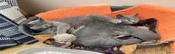 British Shorthair cats for sale: ❤️British Shorthair kittens❤️ - Advert 14