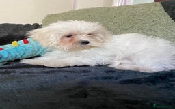 Maltipoo dogs for sale: maltipoo puppies for sale  - Image 19