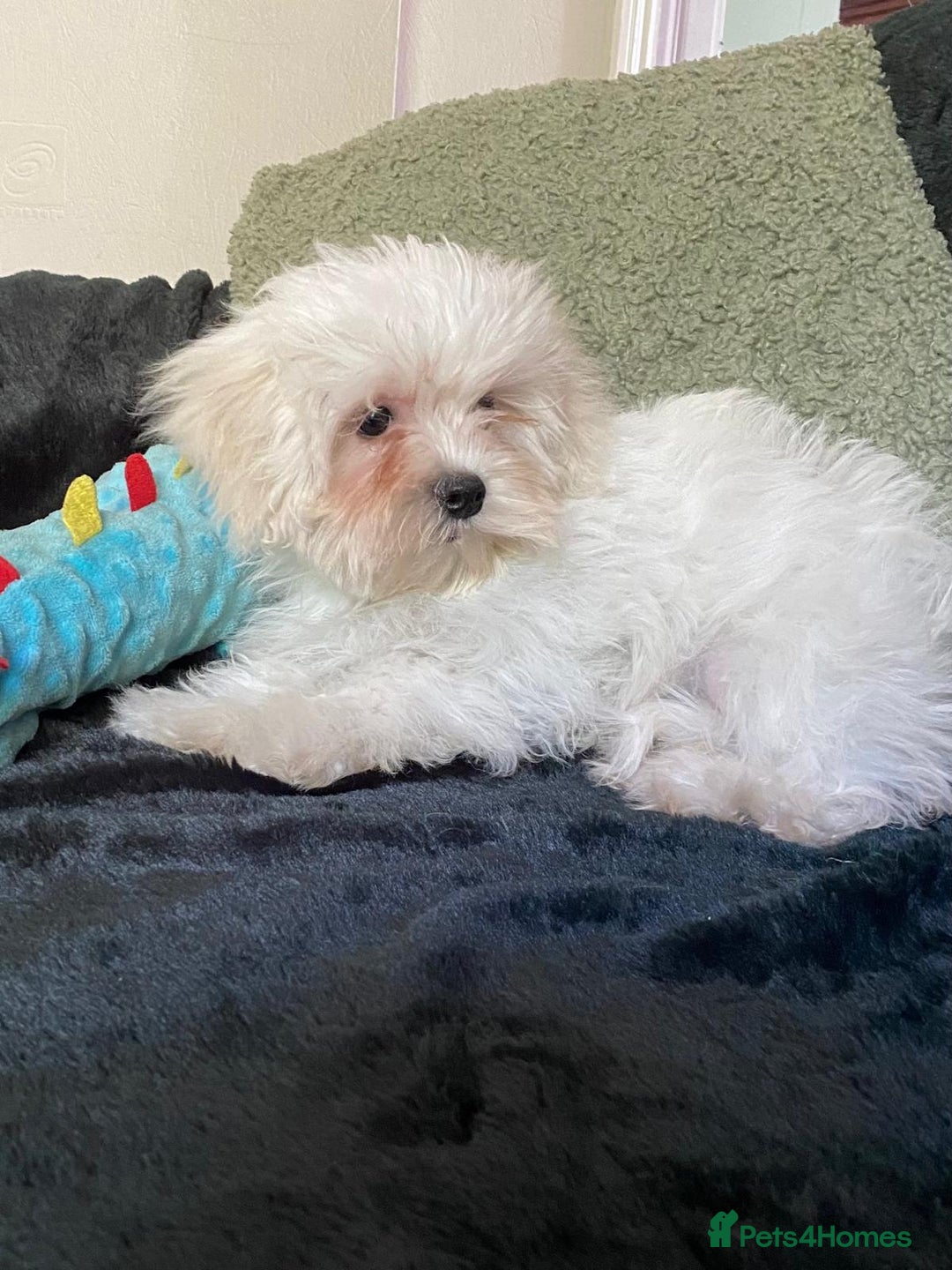 Maltipoo dogs for sale: maltipoo puppies for sale  - Image 19