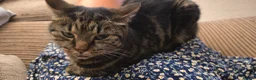 Mixed Breed cats for sale: Tiffany needs a new home - Advert 6