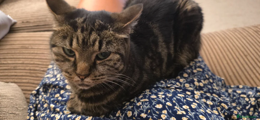 Mixed Breed cats for sale: Tiffany needs a new home - Advert 6
