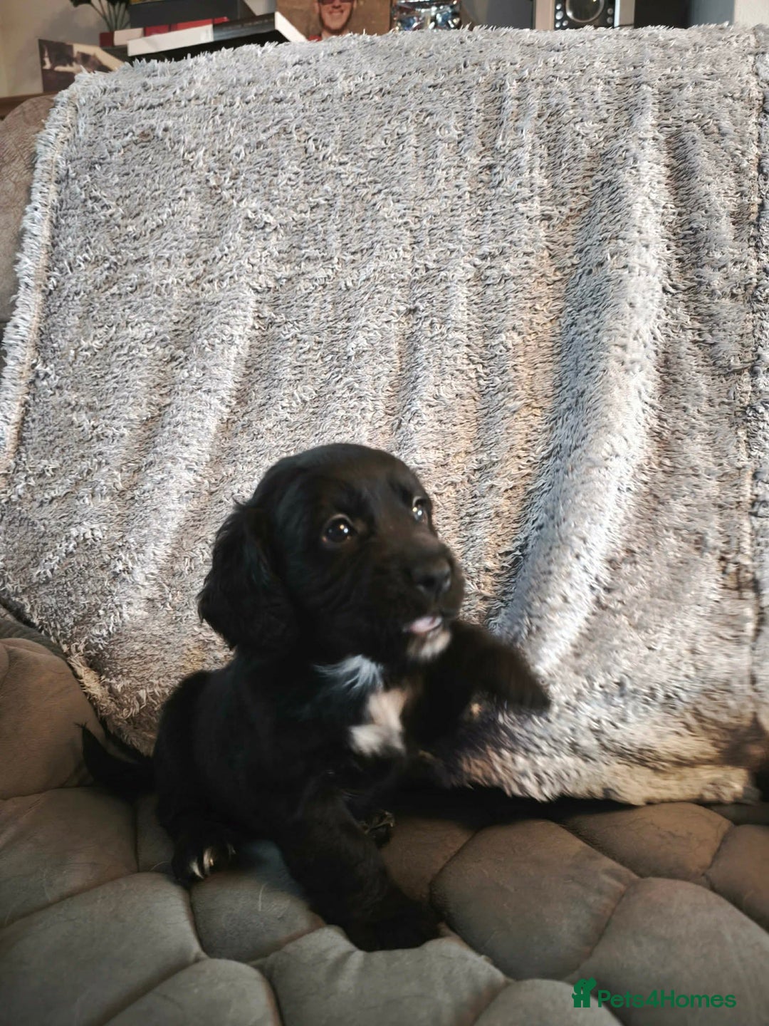 Cocker Spaniel dogs for sale: 💛 Cocker Spaniel Puppies - Ready 4th January 💛 - Advert 7