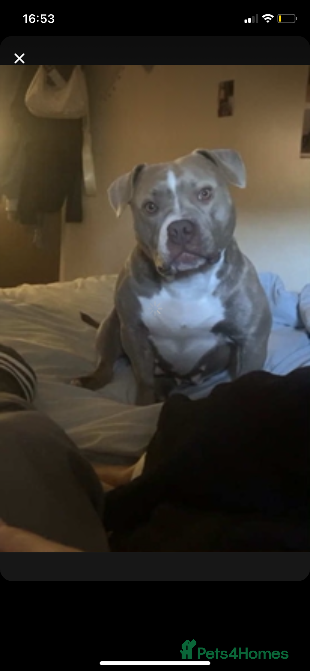 American Bully dogs for sale: Micro / pocket bully’s  - Image 8