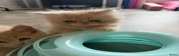 Persian cats for sale: Persian kittens  - Advert 15