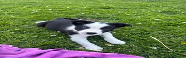 Llew