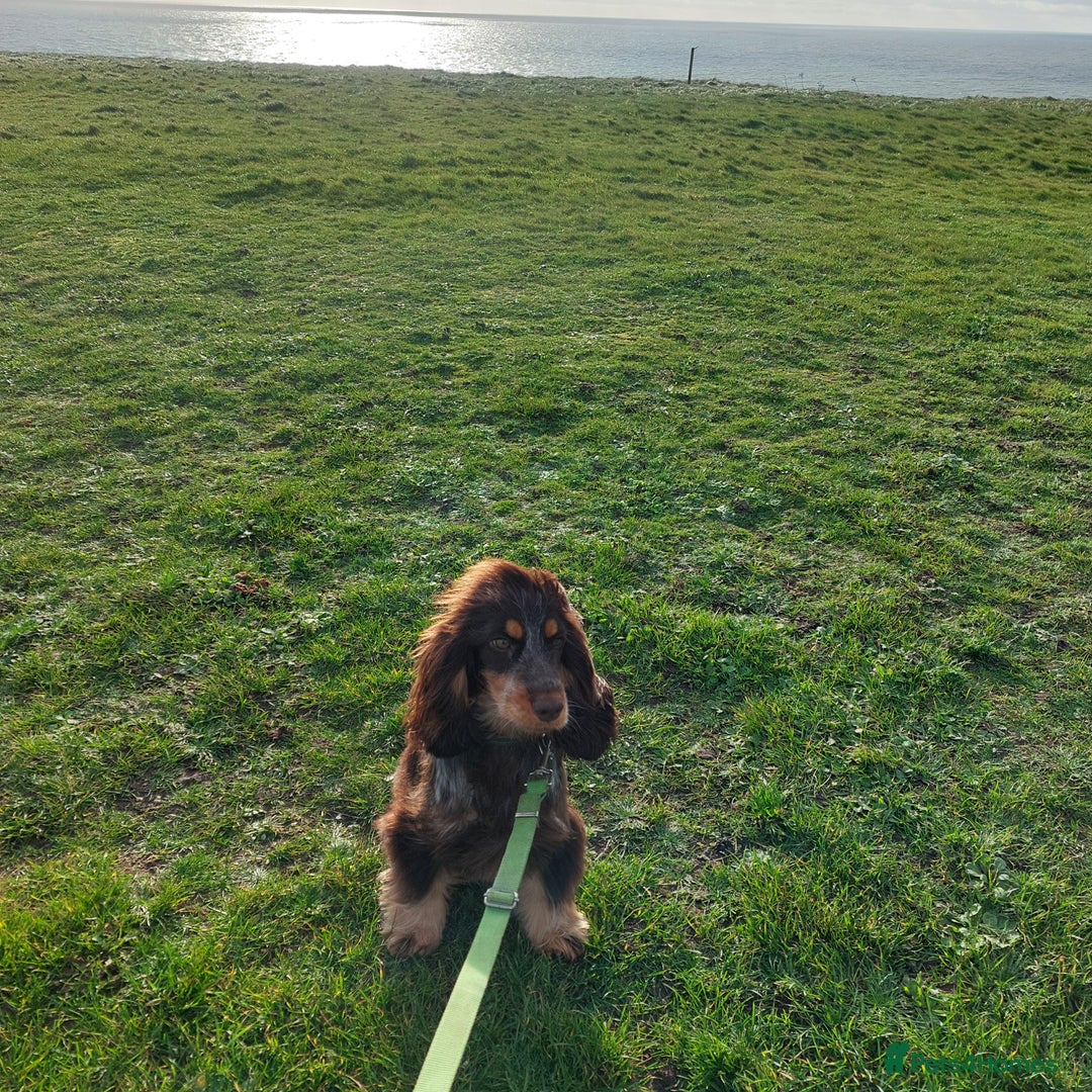 Cocker Spaniel dogs for sale: Beautiful kc registered show cocker spaniel - Advert 4