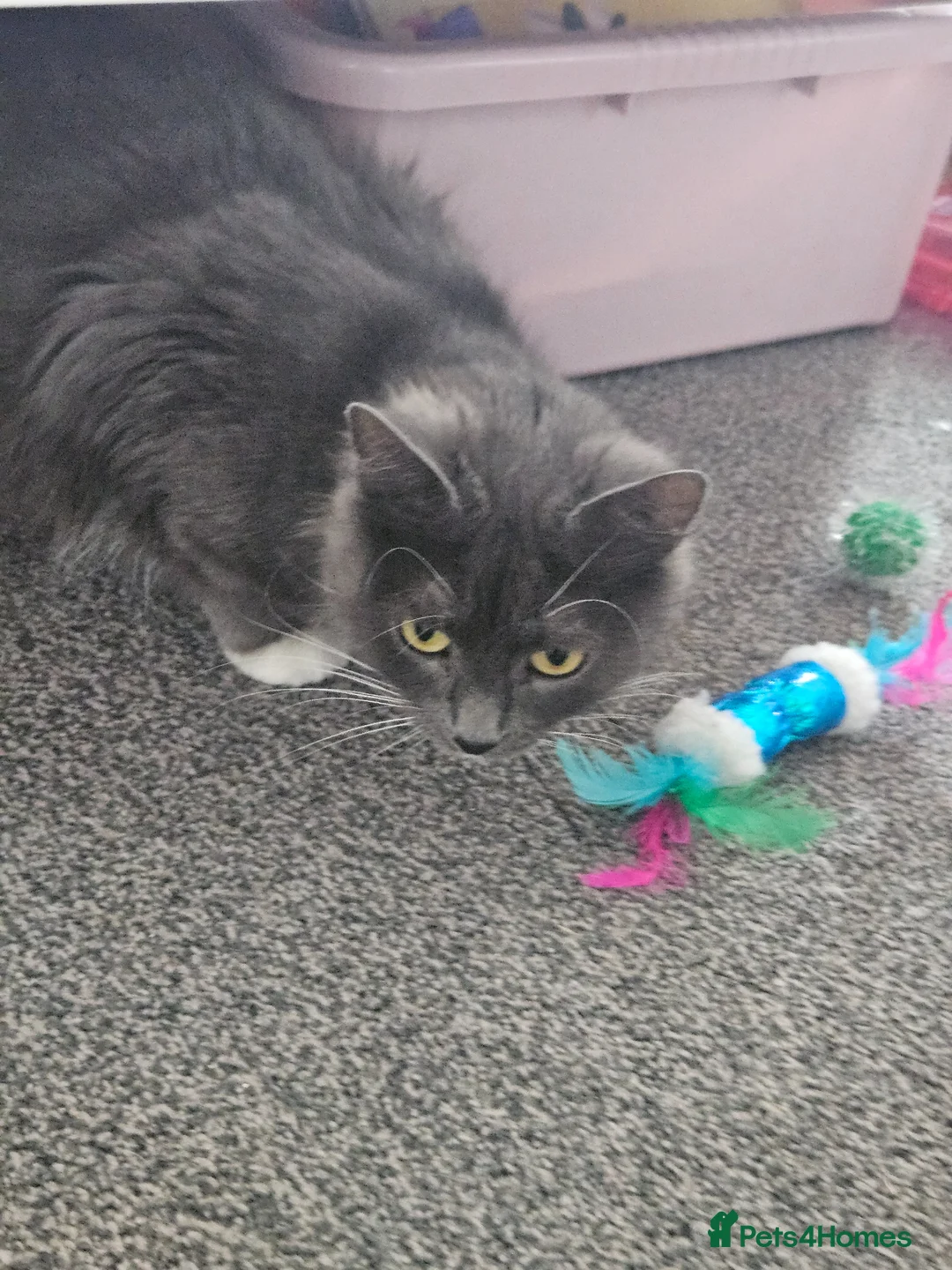 Mixed Breed cats for sale: Kittens 1 male 1 female  in Blyth - Advert 7