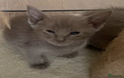 Mixed Breed cats for sale: Oriental X Siamese kittens  - Image 23