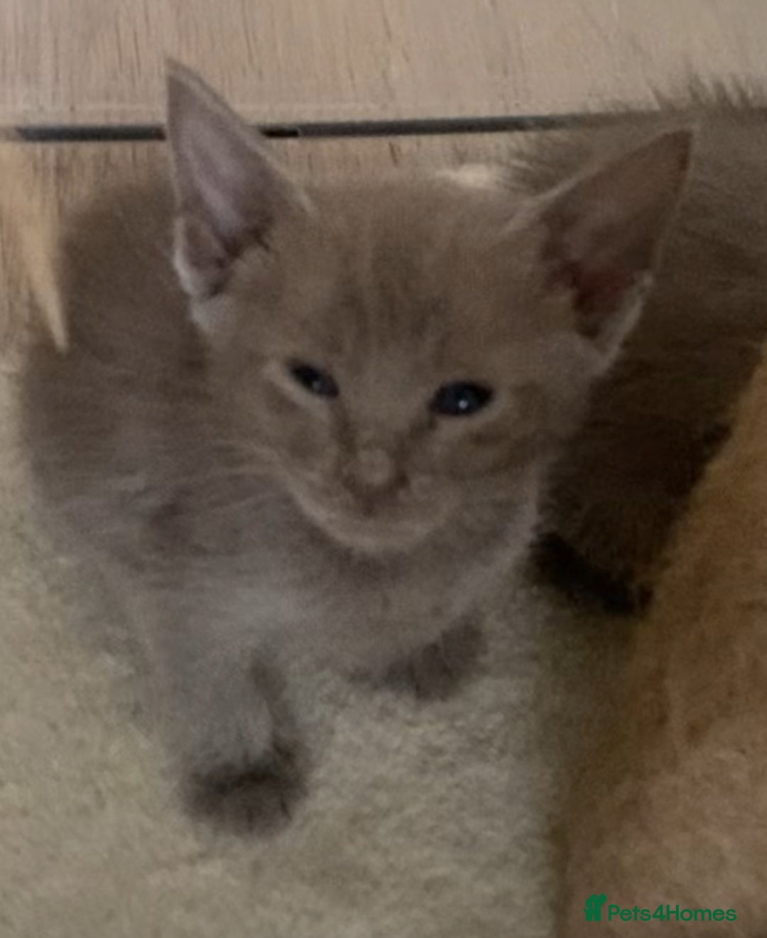 Mixed Breed cats for sale: Oriental X Siamese kittens  - Image 23