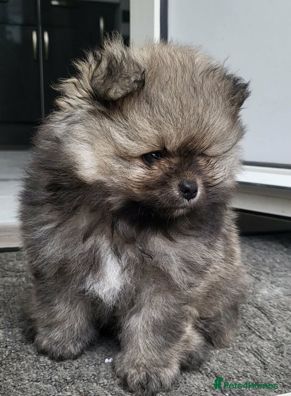 Pomeranian dogs Beautiful KC Reg Pomeranian Boys– Cream&Wolf Sable - Advert 6