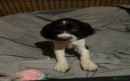 Sprocker dogs for sale: Gorgeous Sprocker Spaniel Puppies 🐶 - Image 10