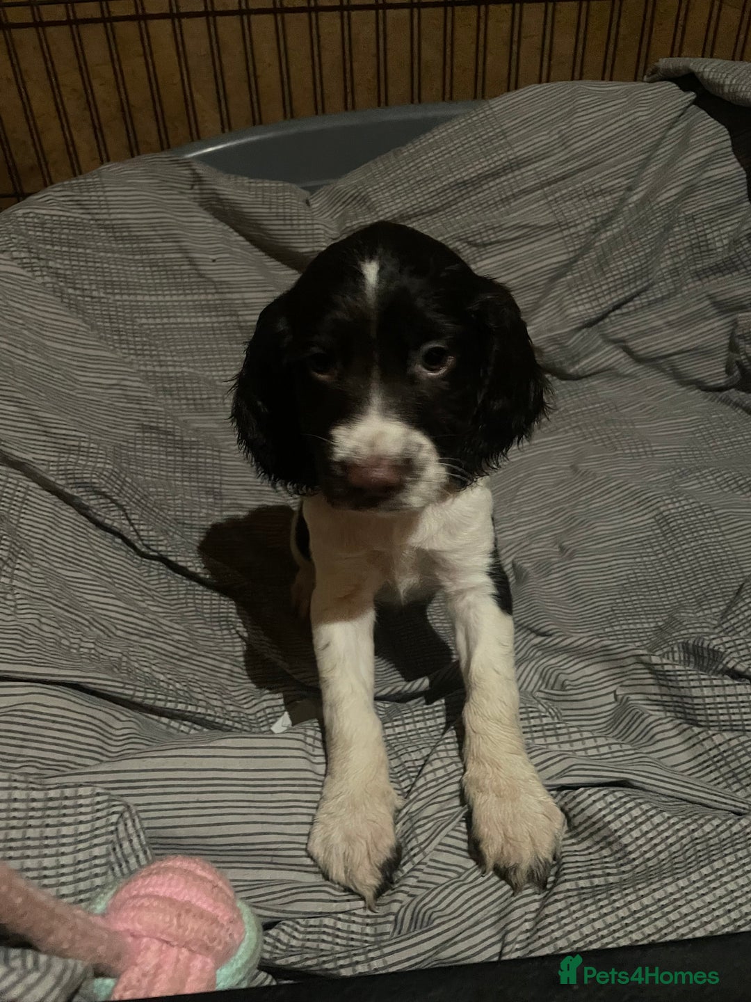 Sprocker dogs for sale: Gorgeous Sprocker Spaniel Puppies 🐶 - Image 10